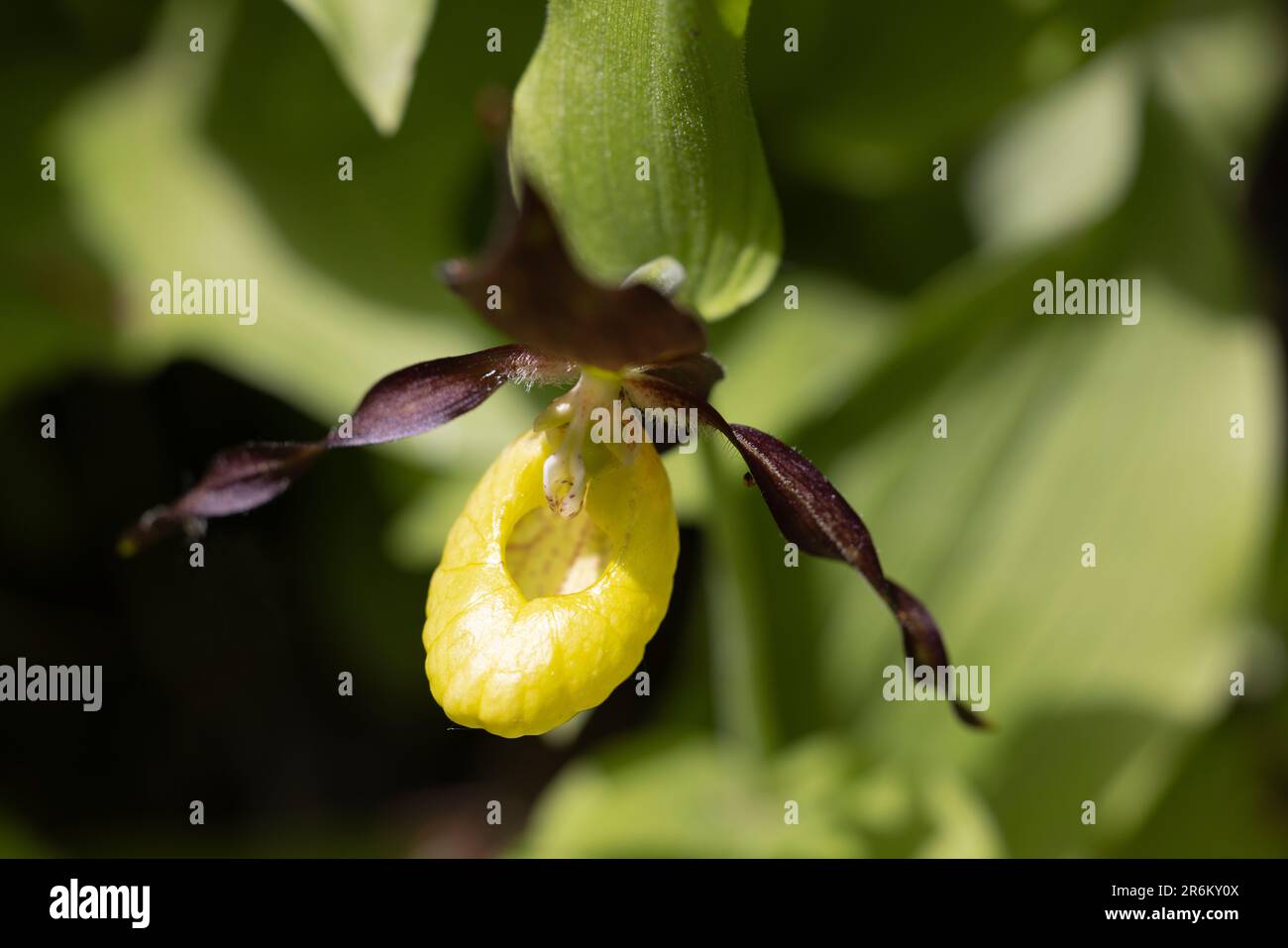 Orchidée-slipper ou Cypripedium calceolus, orchidée très rare. Banque D'Images