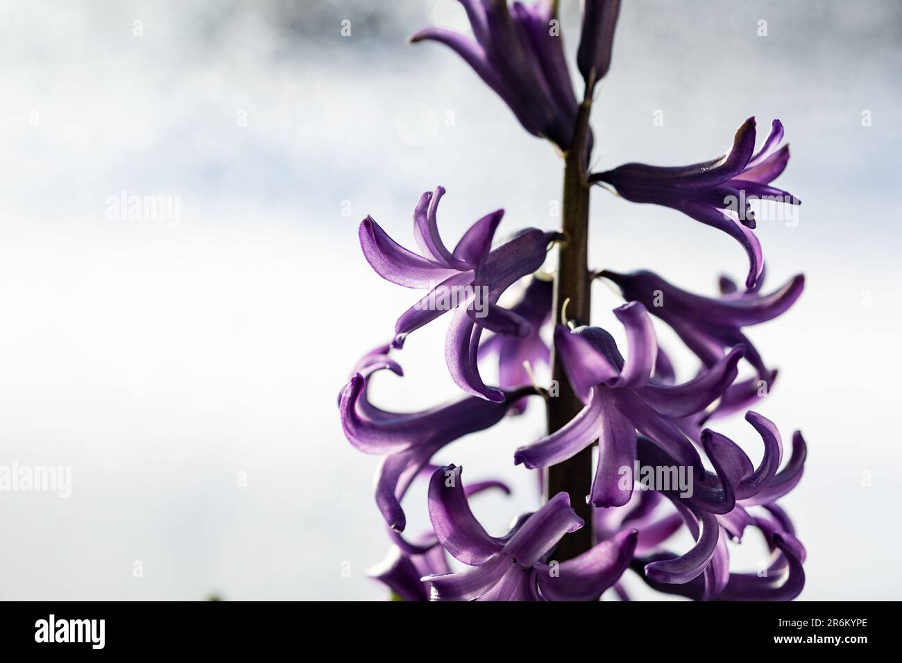 fleur de jacinthe de lilas violet proche du bokeh Banque D'Images