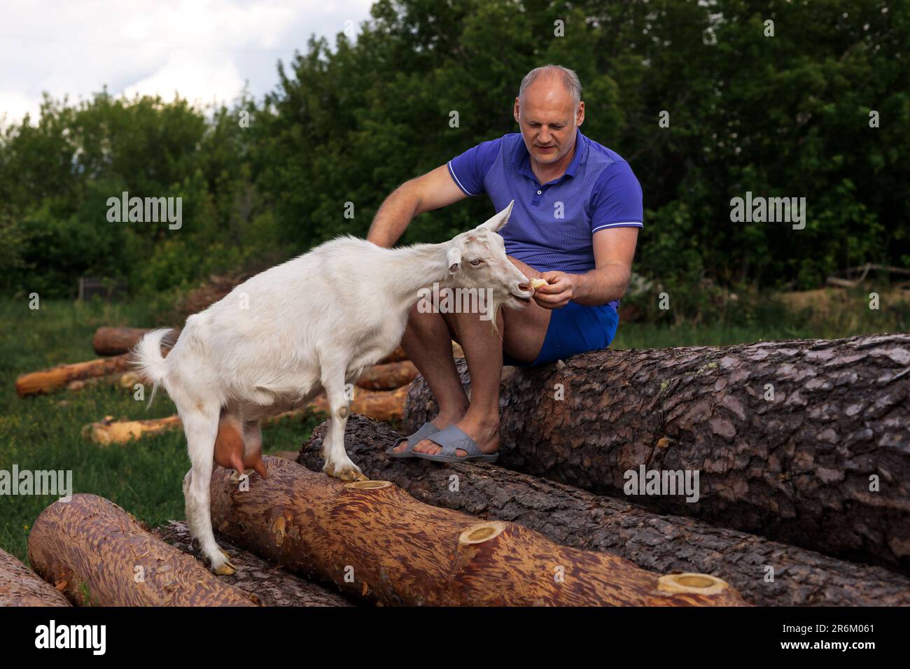 un homme d'âge moyen nourrit des pétards de chèvre blancs, assis sur des bûches et des sourires Banque D'Images