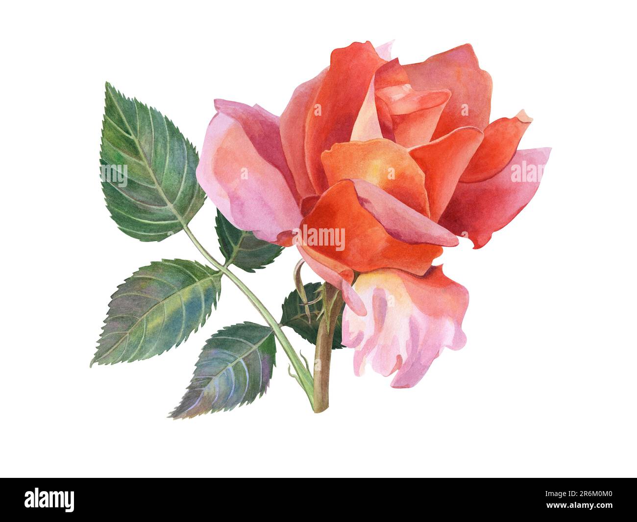 Une fleur de rose de thé aux pétales orange-rose, avec des feuilles sur la tige. Illustration aquarelle, dessinée à la main. Isolé sur un fond blanc. Clip-art Banque D'Images
