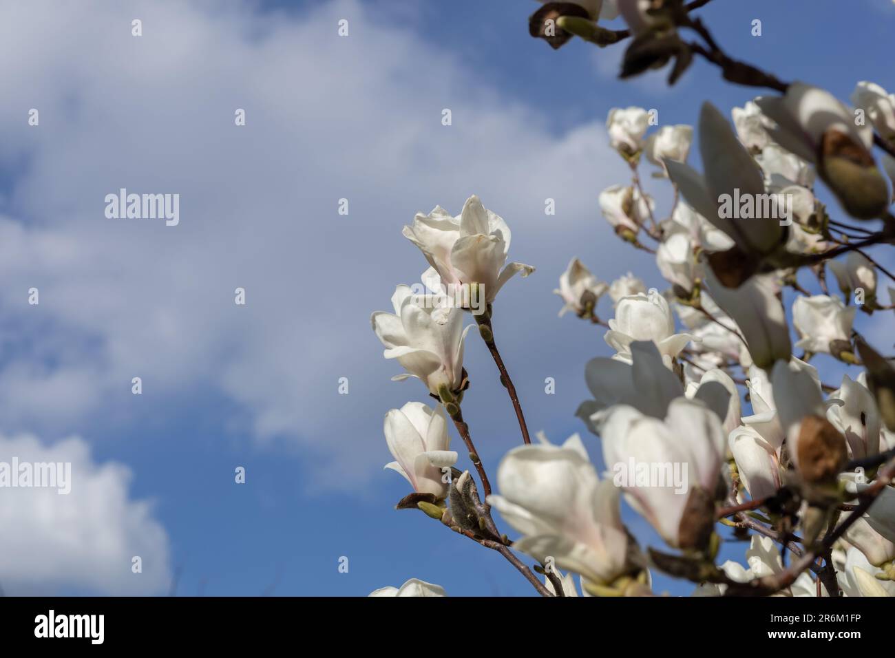 Grand magnolia à fleurs sur fond de ciel de pluie Banque D'Images
