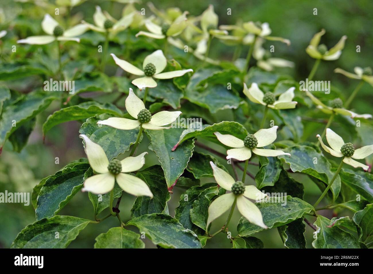 Cornus kousa 'blanc dépoussiéré' en fleur. Banque D'Images