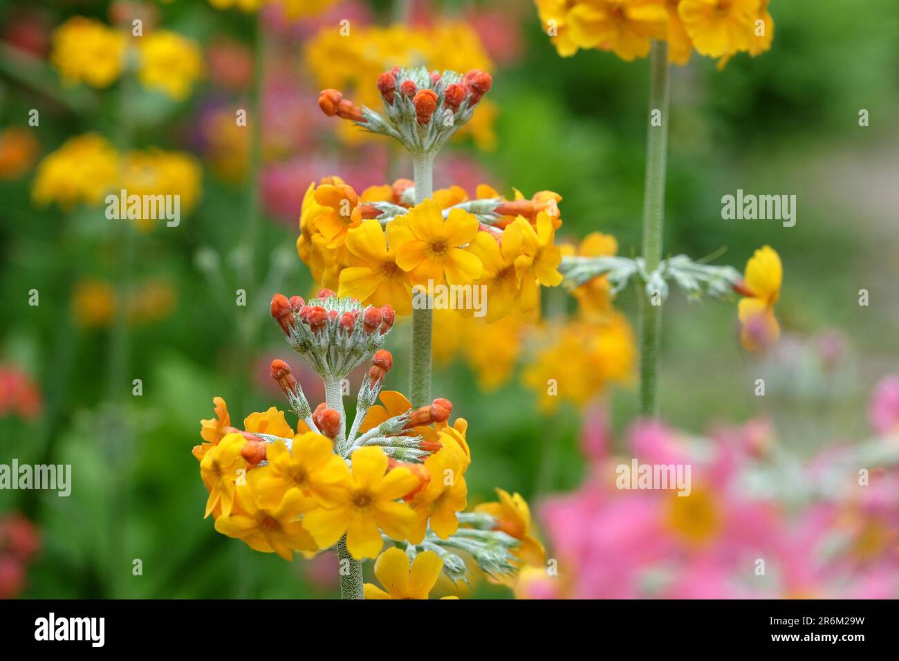 Primroses jaunes japonaises en fleur. Banque D'Images