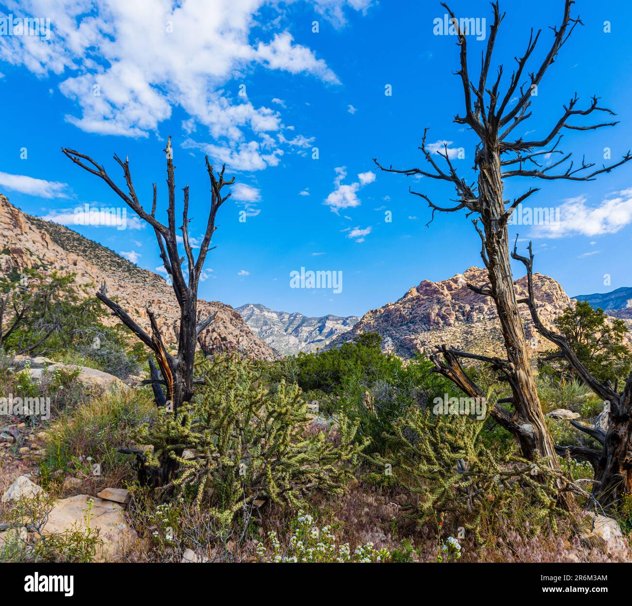La chaîne de montagnes Rainbow sur la piste Ice Box Canyon Trail, zone de conservation nationale de Red Rock Canyon, Nevada, États-Unis Banque D'Images