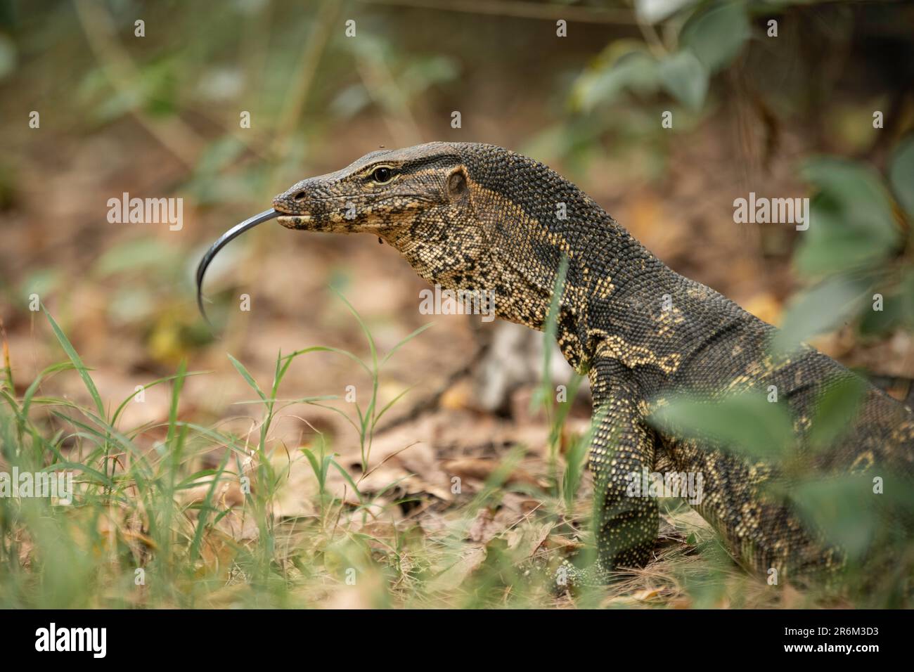 Monitor Lizard, Tanjung Rhu, Pulau Langkawi, Kedah, Malaisie, Asie du Sud-est, Asie Banque D'Images