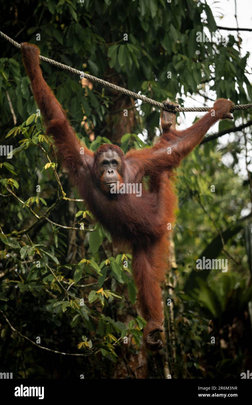 Orangutan au centre de réhabilitation de la faune de Semenggoh, Sarawak, Bornéo, Malaisie, Asie du Sud-est, Asie Banque D'Images