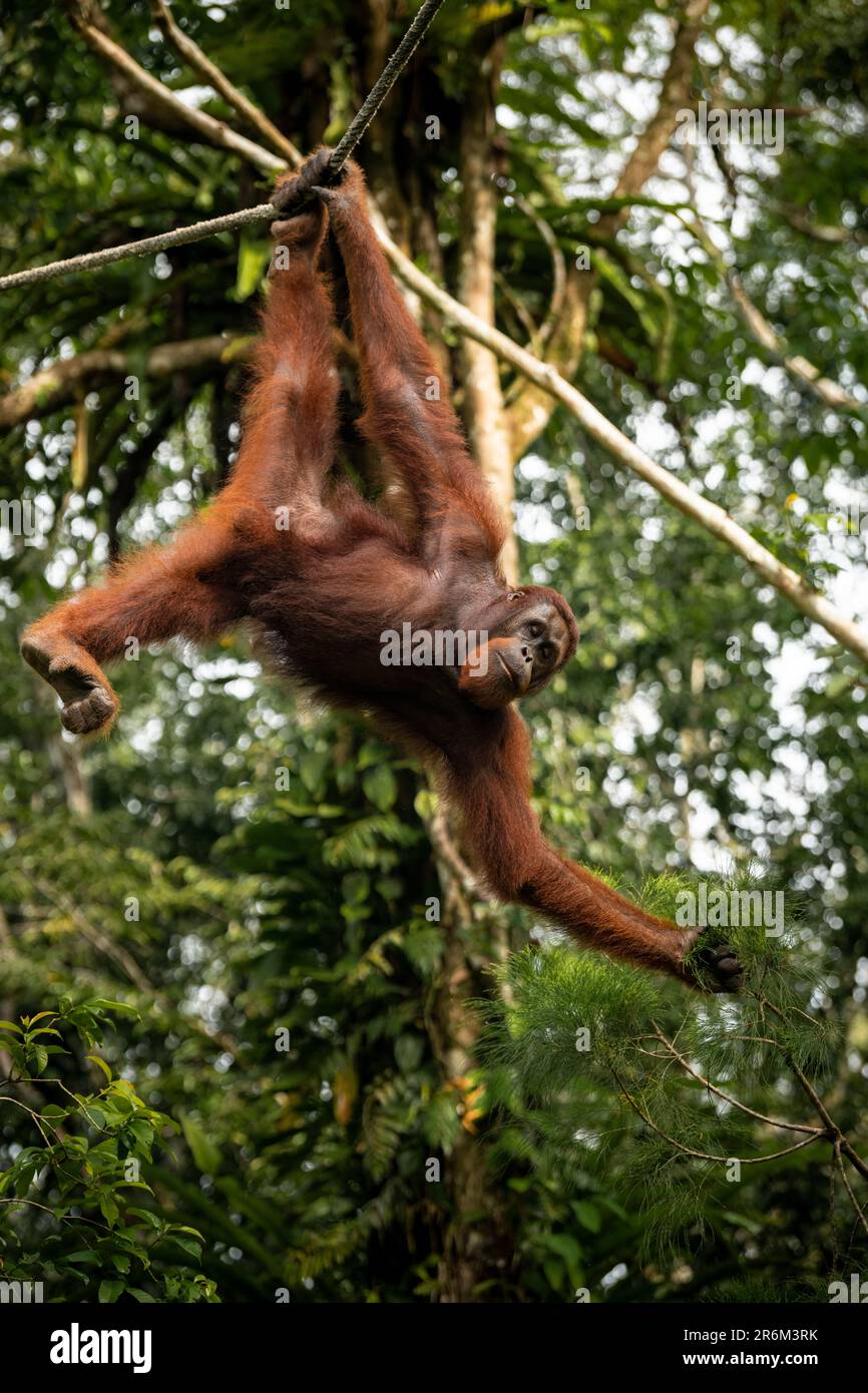 Orangutan au centre de réhabilitation de la faune de Semenggoh, Sarawak, Bornéo, Malaisie, Asie du Sud-est, Asie Banque D'Images