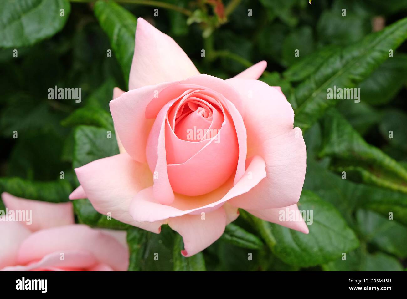 Rose pâle 'Aphrodite' en fleur. Banque D'Images