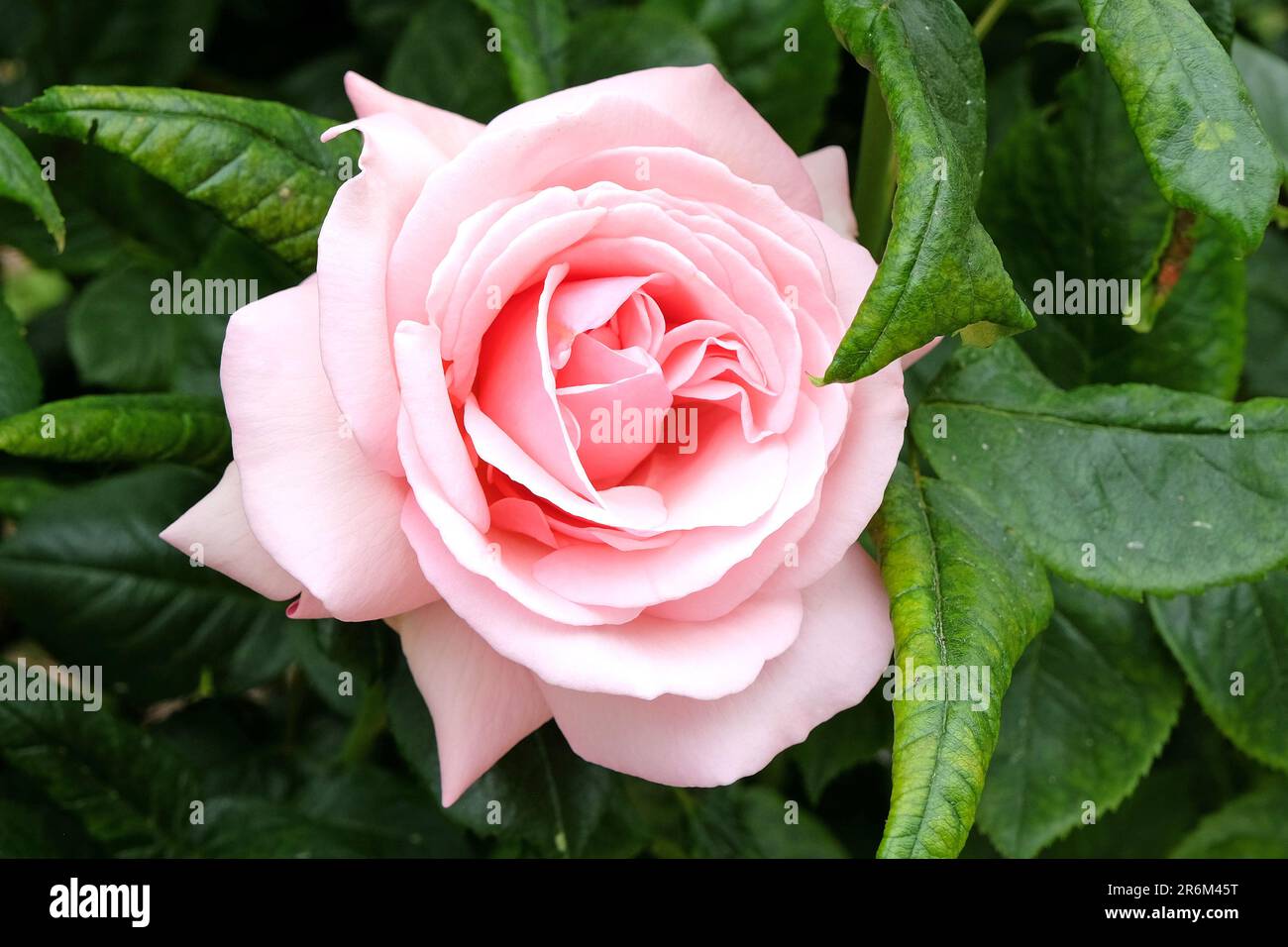 Rose pâle 'Aphrodite' en fleur. Banque D'Images
