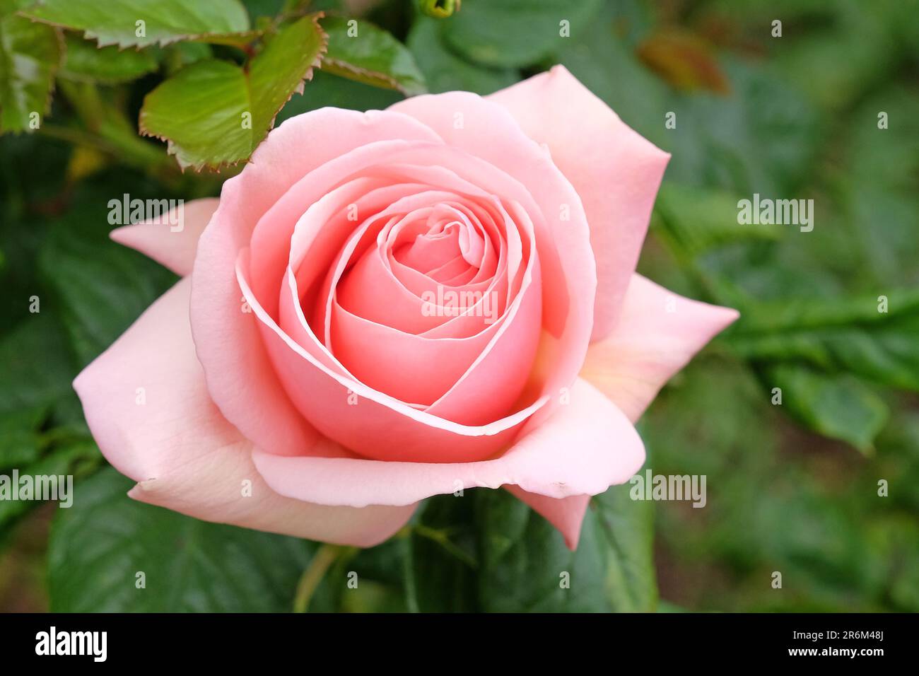 Rose pâle 'Aphrodite' en fleur. Banque D'Images