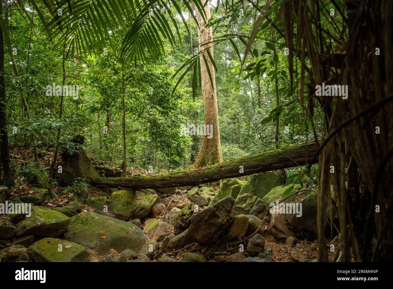 Forêt tropicale, Santubong, Sarawak, Bornéo, Malaisie, Asie du Sud-est, Asie Banque D'Images