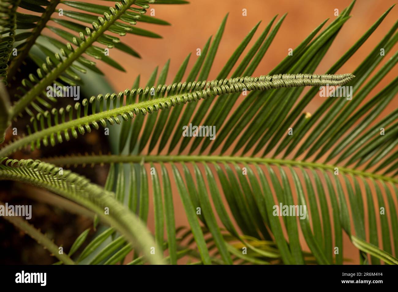 gros plan des feuilles de cycad en arrière-plan Banque D'Images