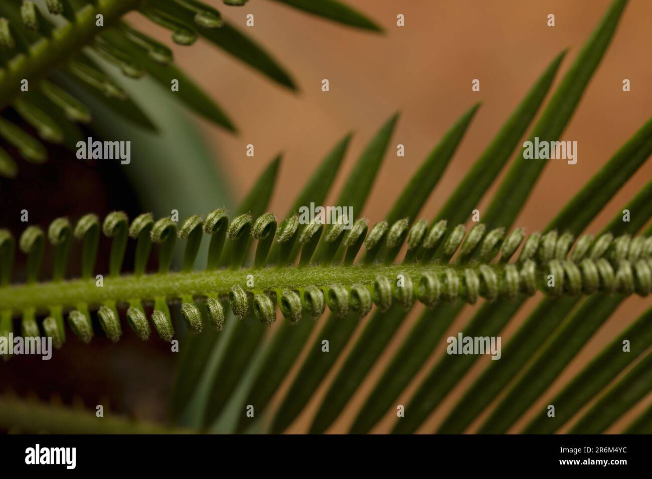 gros plan des feuilles de cycad en arrière-plan Banque D'Images