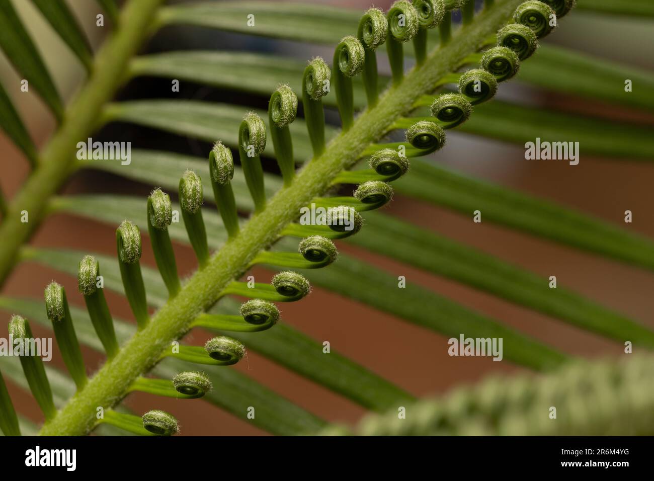 gros plan des feuilles de cycad en arrière-plan Banque D'Images