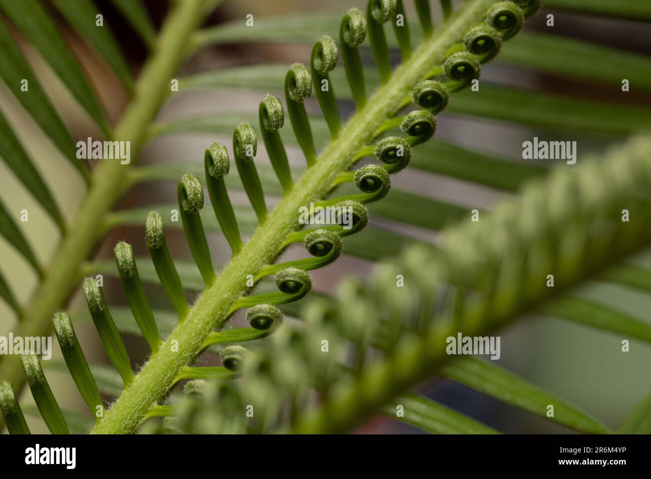 gros plan des feuilles de cycad en arrière-plan Banque D'Images