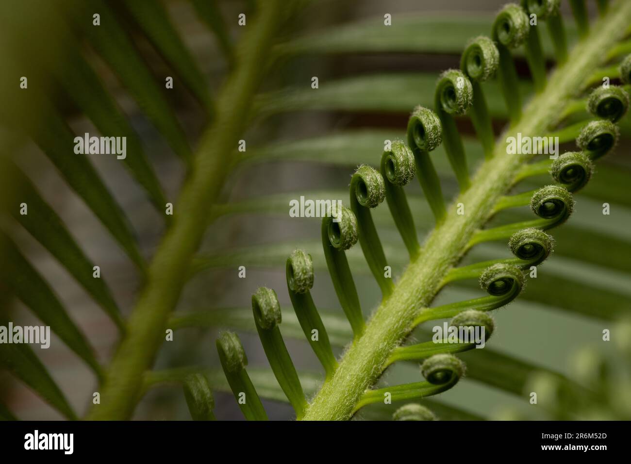 gros plan des feuilles de cycad en arrière-plan Banque D'Images