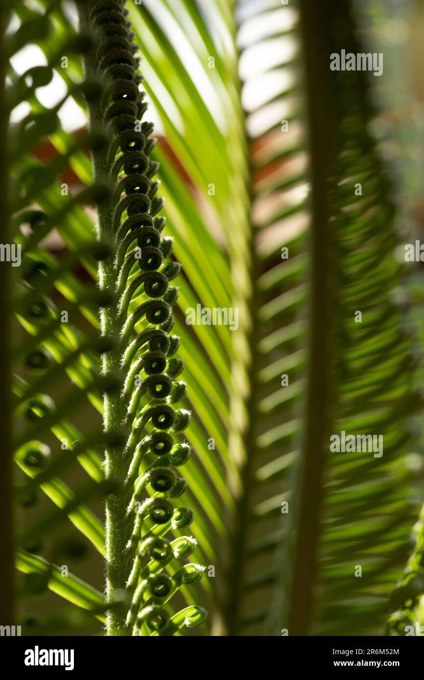 gros plan des feuilles de cycad en arrière-plan Banque D'Images