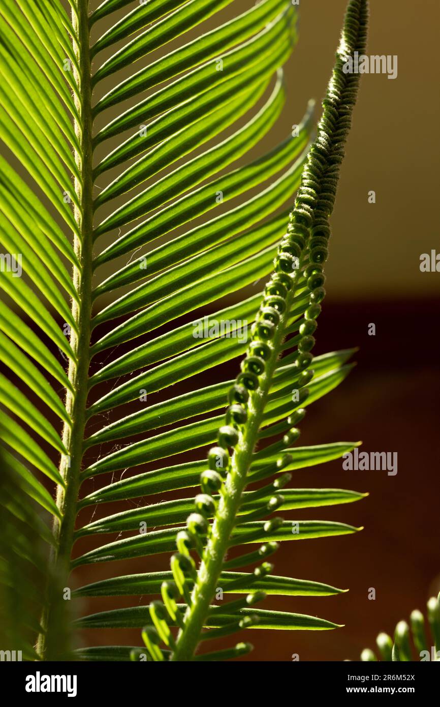gros plan des feuilles de cycad en arrière-plan Banque D'Images