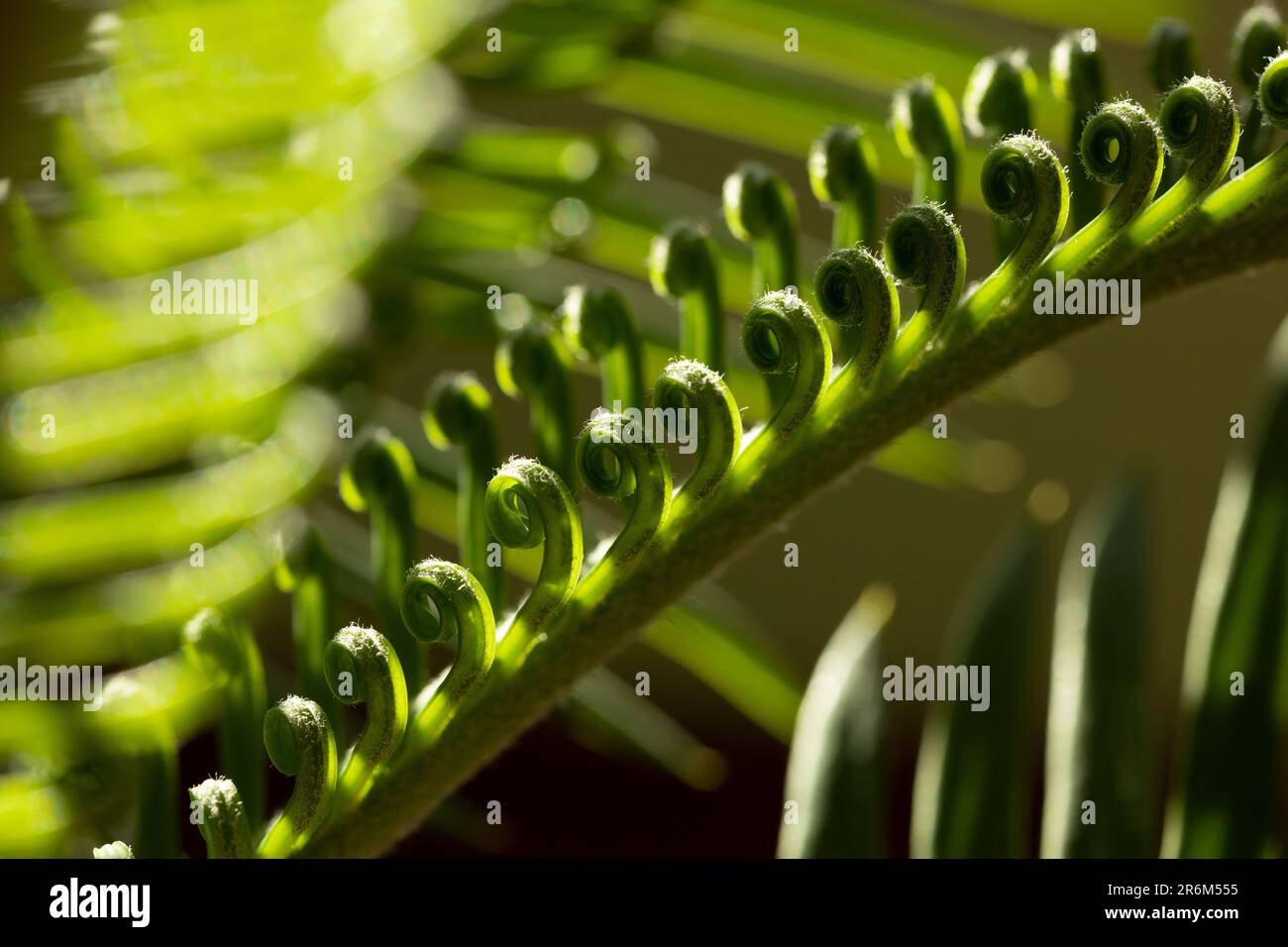 gros plan des feuilles de cycad en arrière-plan Banque D'Images