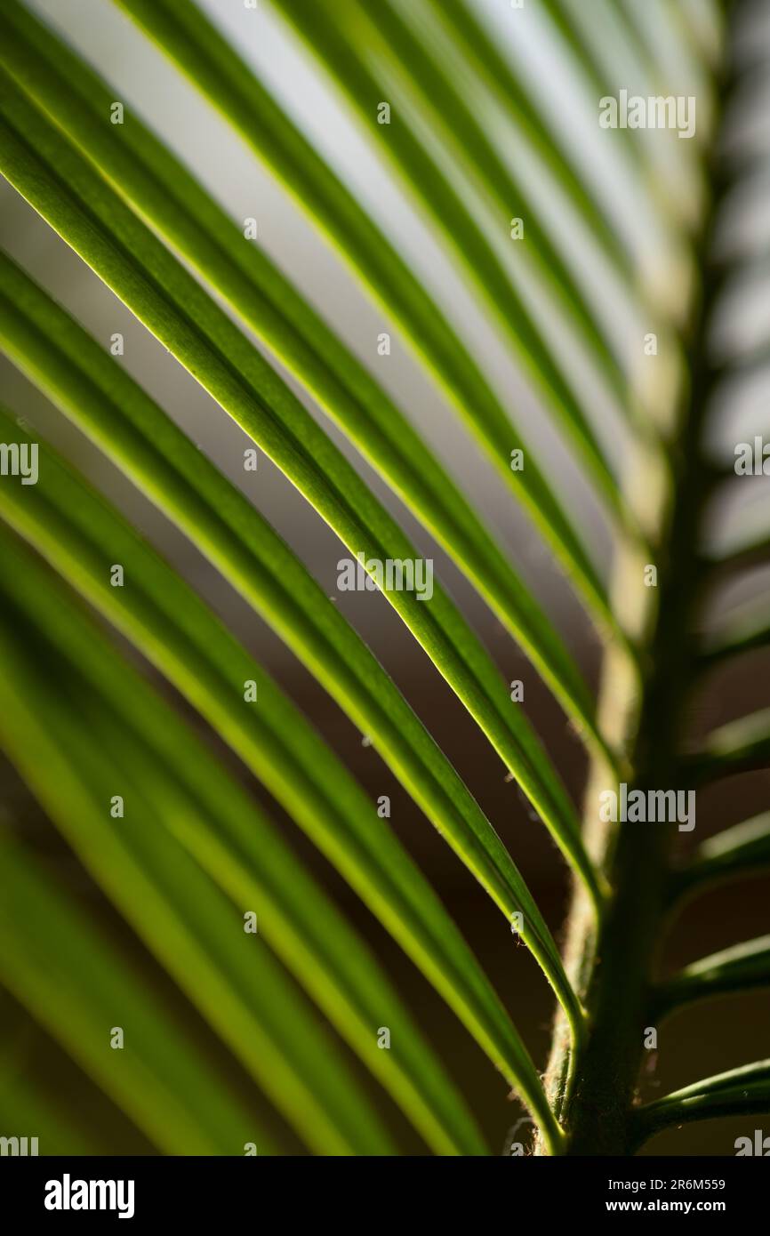 gros plan des feuilles de cycad en arrière-plan Banque D'Images