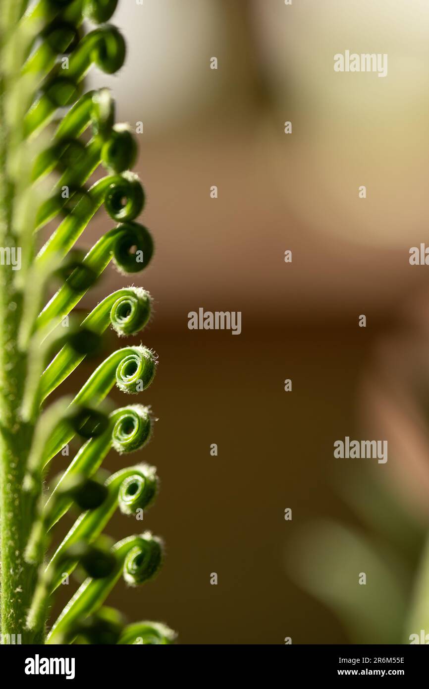 gros plan des feuilles de cycad en arrière-plan Banque D'Images