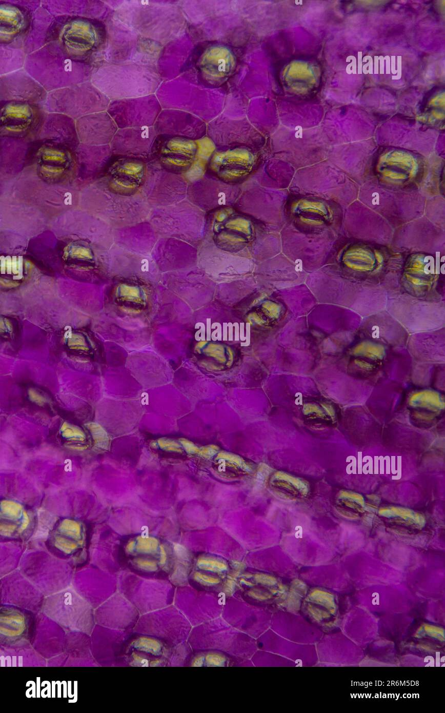 Plante micro-photo Banque D'Images Plante micro-photo Banque D'Images