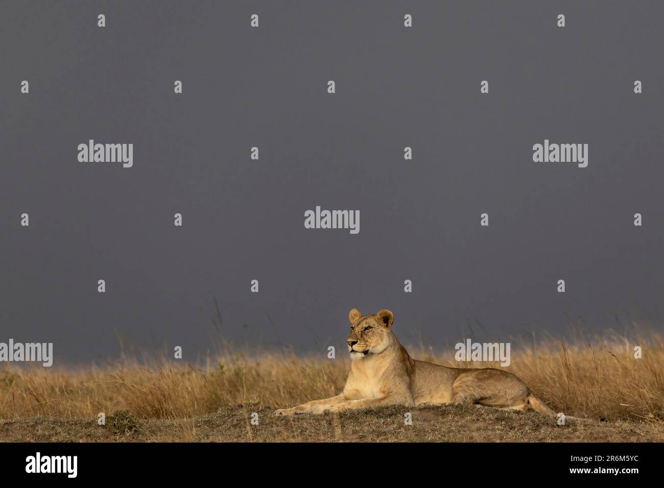 Lioness (Panthera leo), Masai Mara, Kenya, Afrique de l'est, Afrique Banque D'Images
