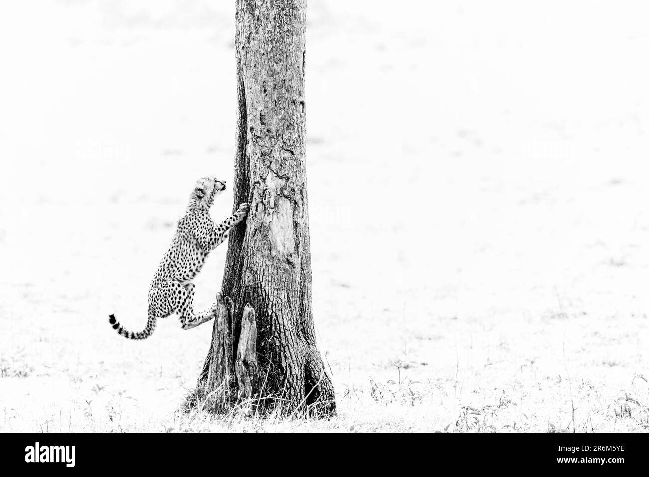 Cheetah cub (Acinonyx jubatus) en jeu, Masai Mara, Kenya, Afrique de l'est, Afrique Banque D'Images