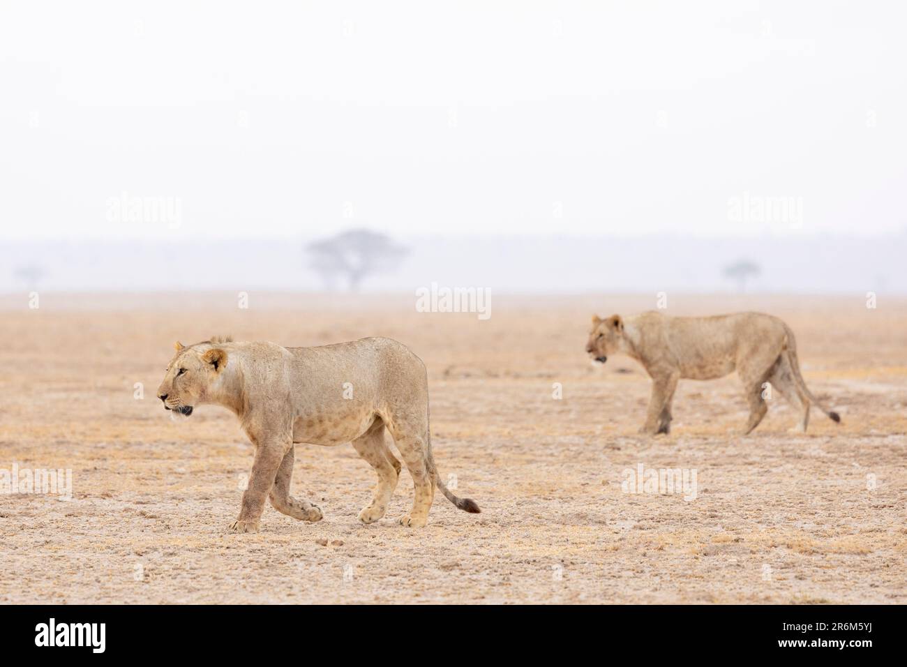 Lions (Panthera leo), Parc national d'Amboseli, Kenya, Afrique de l'est, Afrique Banque D'Images