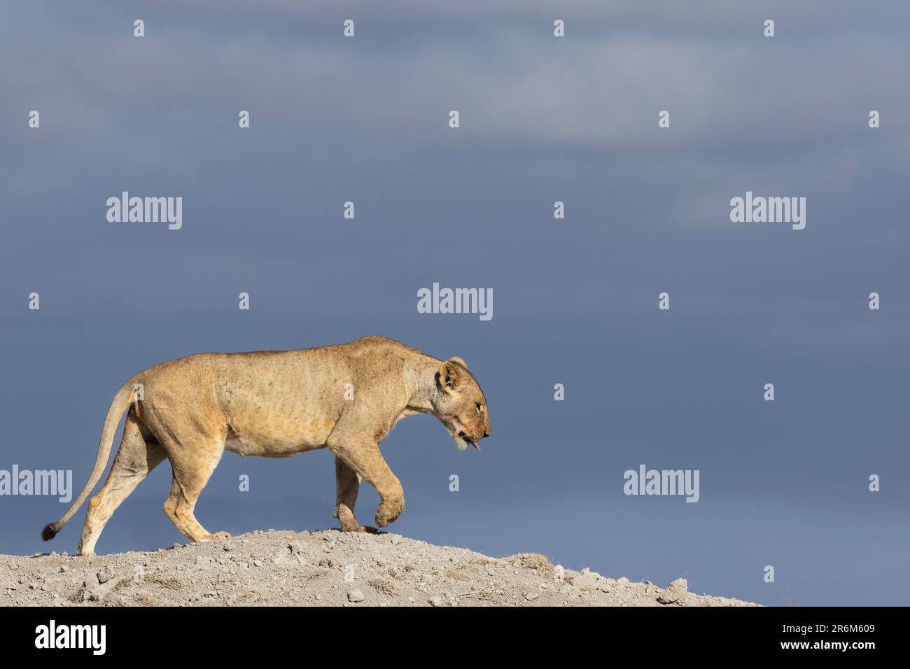 Lioness (Panthera leo), parc national d'Amboseli, Kenya, Afrique de l'est Banque D'Images