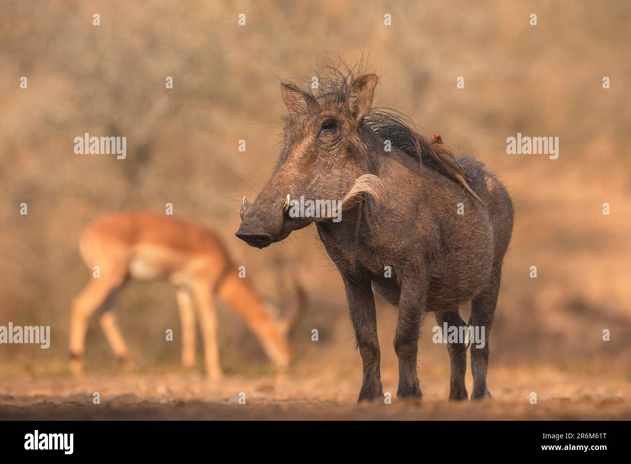 Warthog (Phacochoerus africanus), réserve de gibier de Zimanga, KwaZulu-Natal, Afrique du Sud, Afrique Banque D'Images