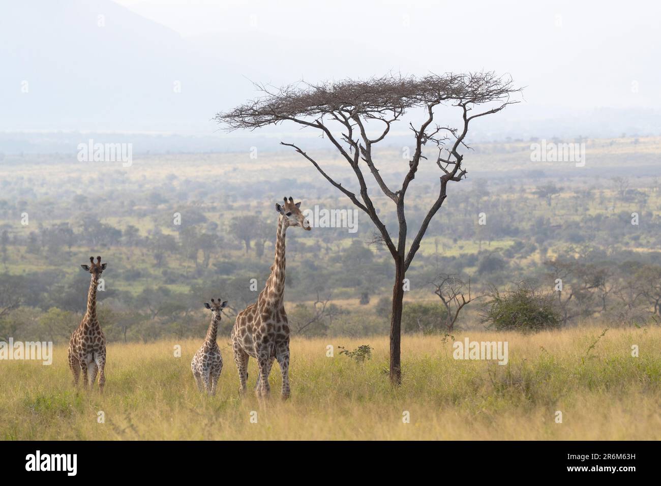 Girafes (Giraffa camelopardalis), réserve de gibier de Zimanga, KwaZulu-Natal, Afrique du Sud, Afrique Banque D'Images