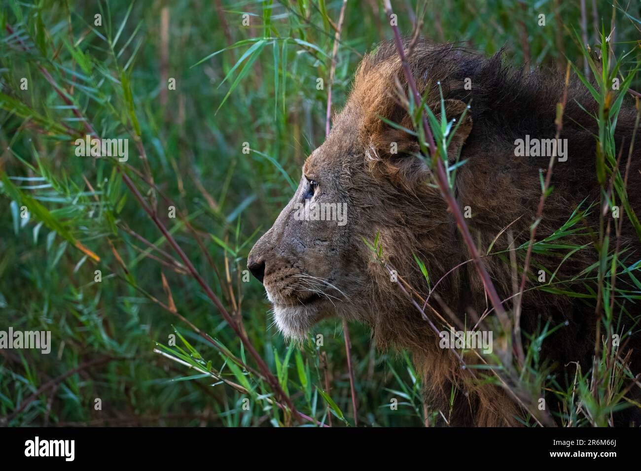 Lion (Panthera leo), Zimanga Private Game Reserve, KwaZulu-Natal, Afrique du Sud, l'Afrique Banque D'Images