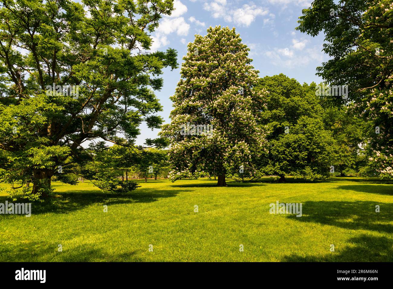 Royal Botanical Gardens Arboretum Hamilton Ontario Canada. Arbre de cheval-châtaigne (Aesculus hippocastanum). Banque D'Images