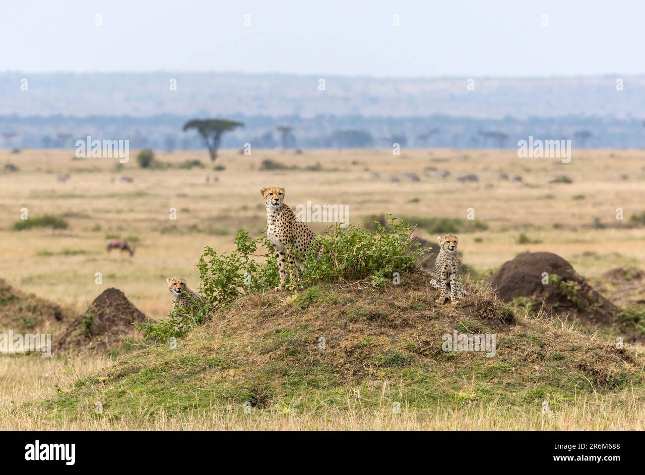 Cheetah avec des petits (Acinonyx jubatus). Masai Mara, Kenya, Afrique de l'est, Afrique Banque D'Images
