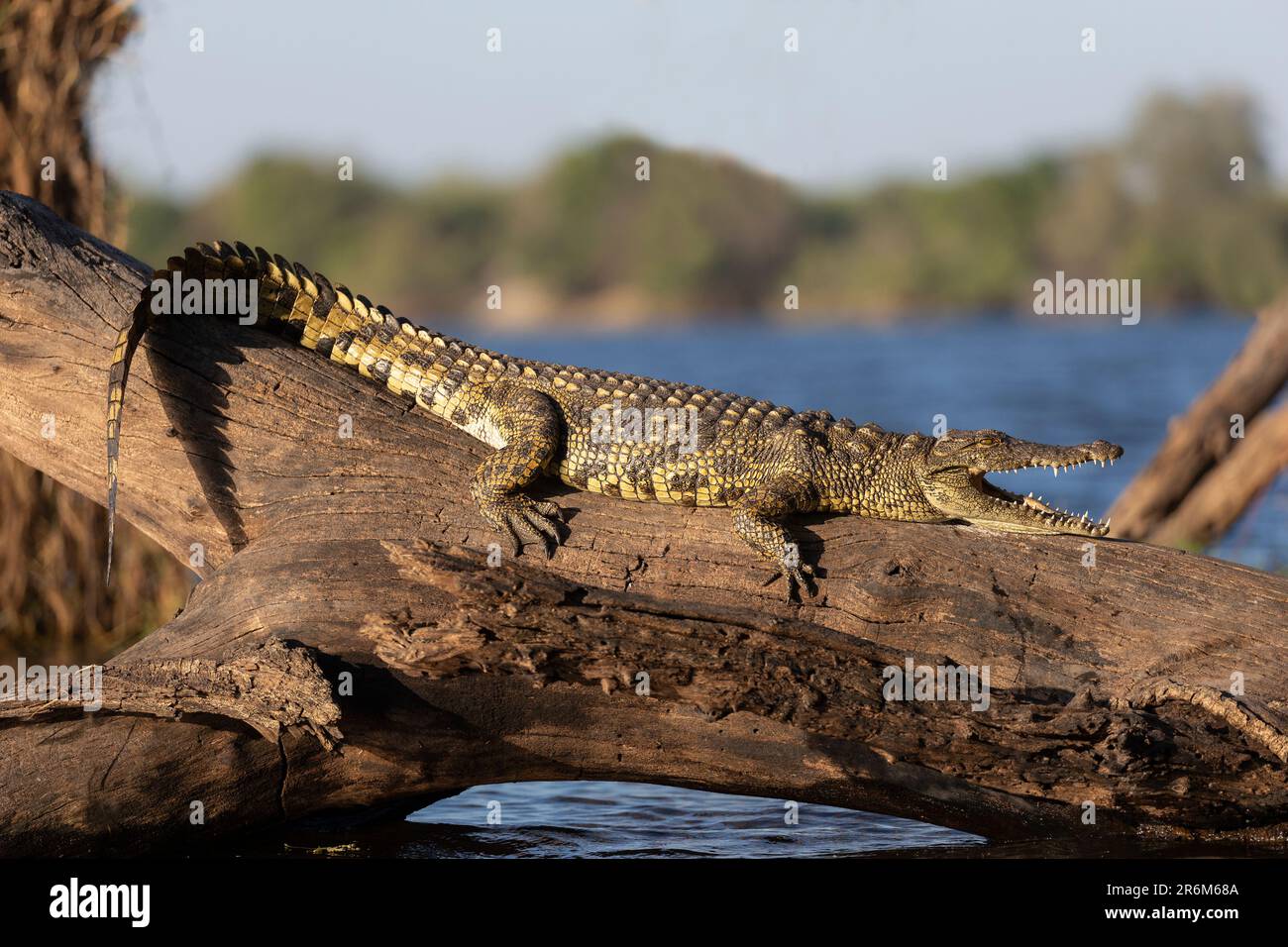 Le crocodile du Nil (Crocodylus niloticus), la rivière de Chobe, Botswana, Africa Banque D'Images