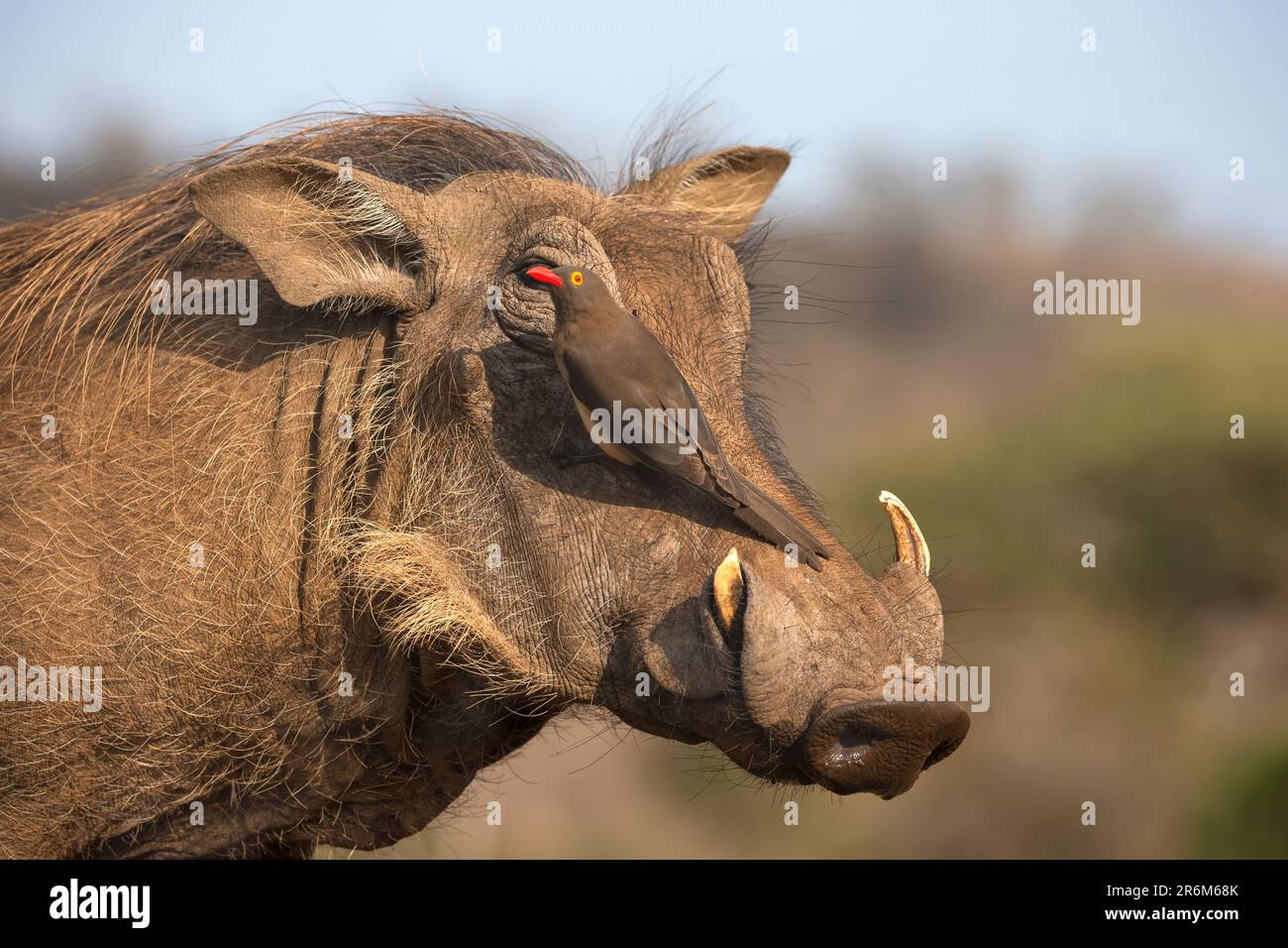 Boeufs à bec rouge (Buphagus erythrorynchus) sur le warthog (Phacochoerus africanus), réserve de gibier de Zimanga, Afrique du Sud, Afrique Banque D'Images