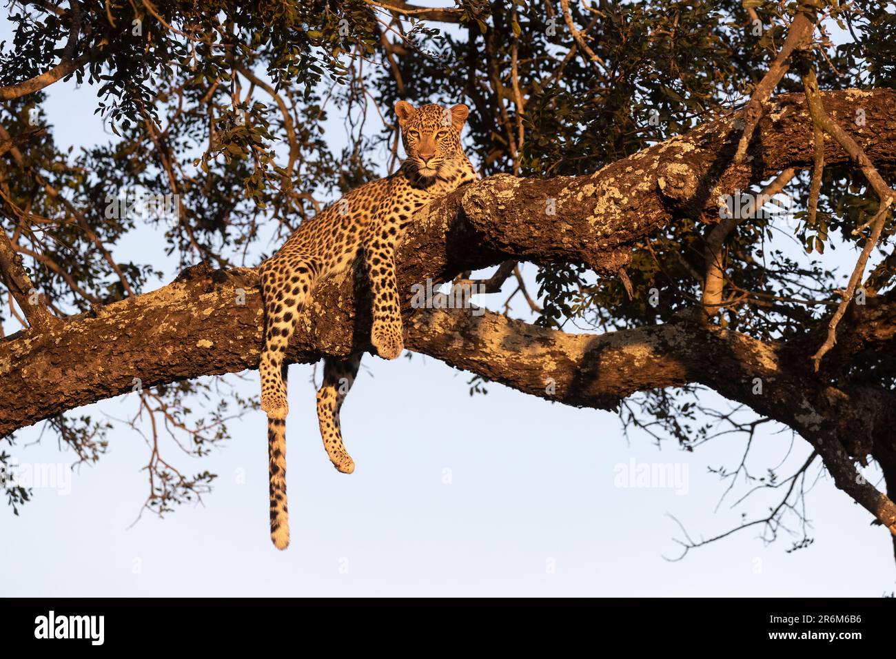 Leopard (Panthera pardus), réserve de gibier privée Zimanga, KwaZulu-Natal, Afrique du Sud Banque D'Images