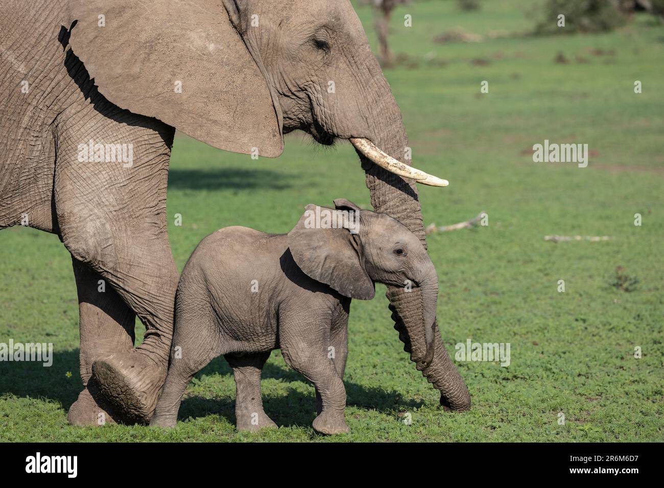 Éléphant d'Afrique (Loxodonta africana) avec veau, réserve de gibier de Mashatu, Botswana, Afrique Banque D'Images