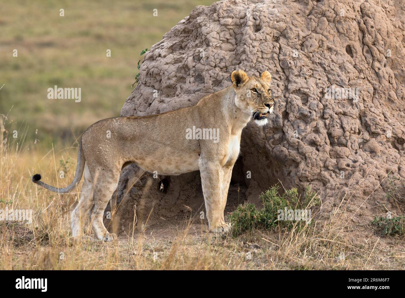 Lioness (Panthera leo), Masai Mara, Kenya, Afrique de l'est, Afrique Banque D'Images