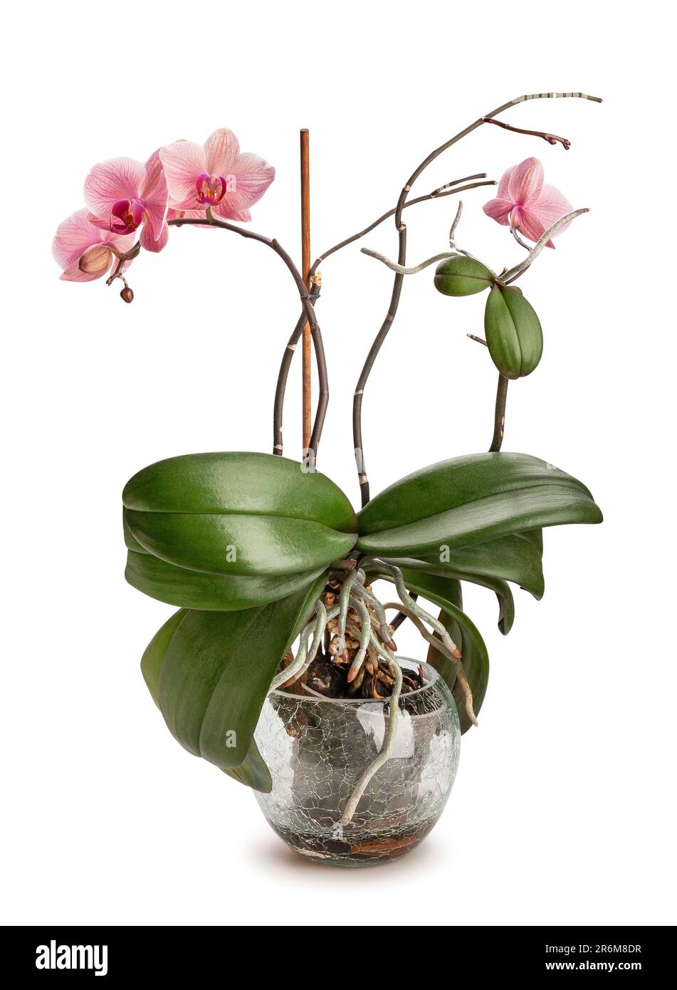 orchid dans un chemin de pot isolé sur blanc Banque D'Images