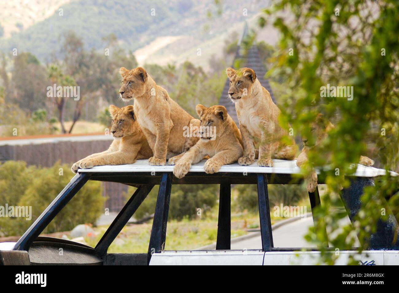 Cinq petits lions attendent le retour de leurs parents après la chasse. Banque D'Images