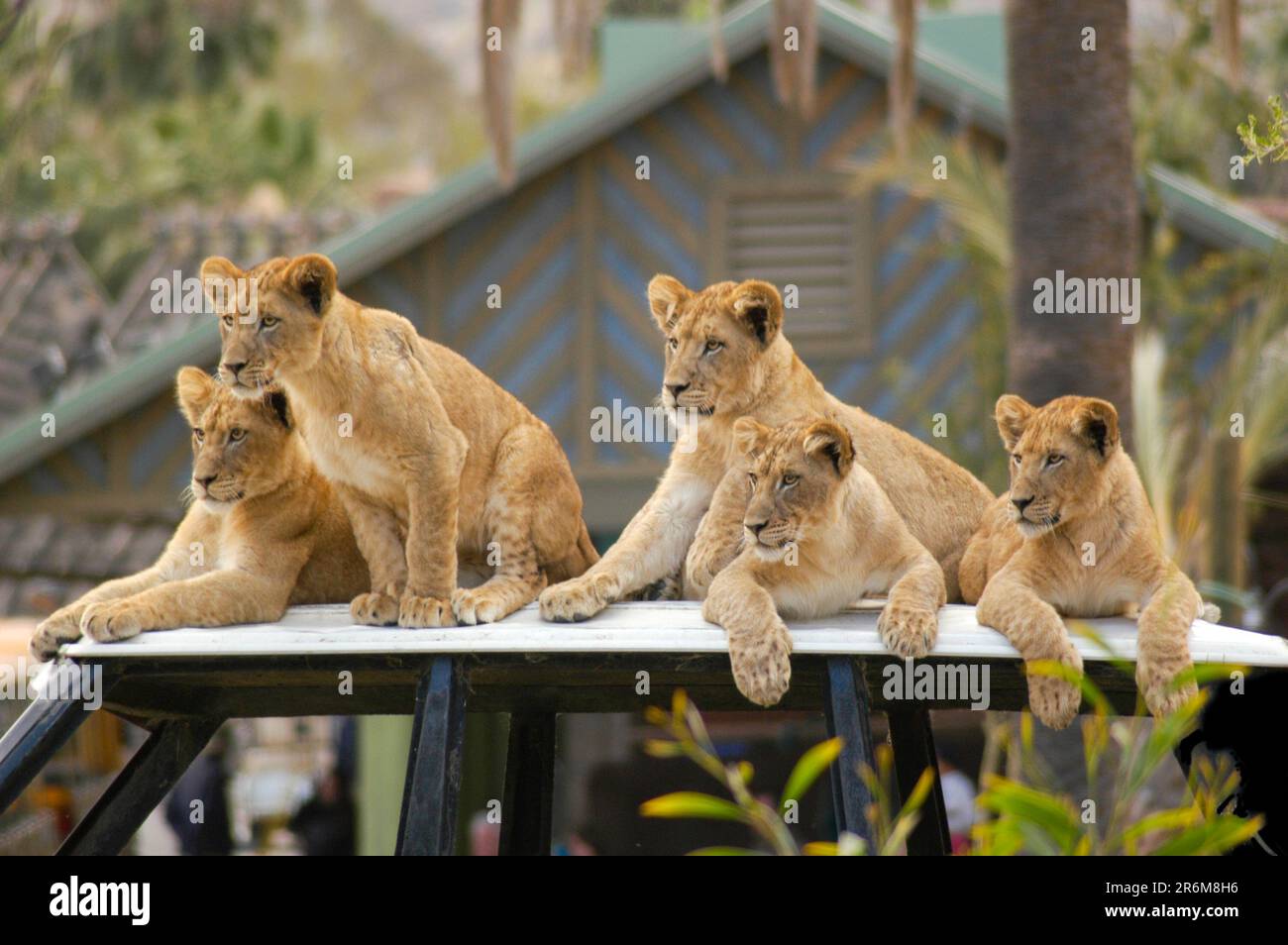 Un petit nombre de petits lions regardent au loin leur fierté chasser en attendant que leurs parents reviennent de la chasse. Banque D'Images