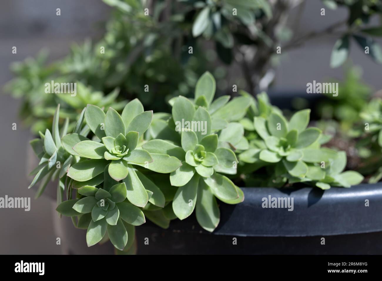 Composition de plantes succulentes en pot sombre pour la décoration à l'extérieur. Gros plan Banque D'Images