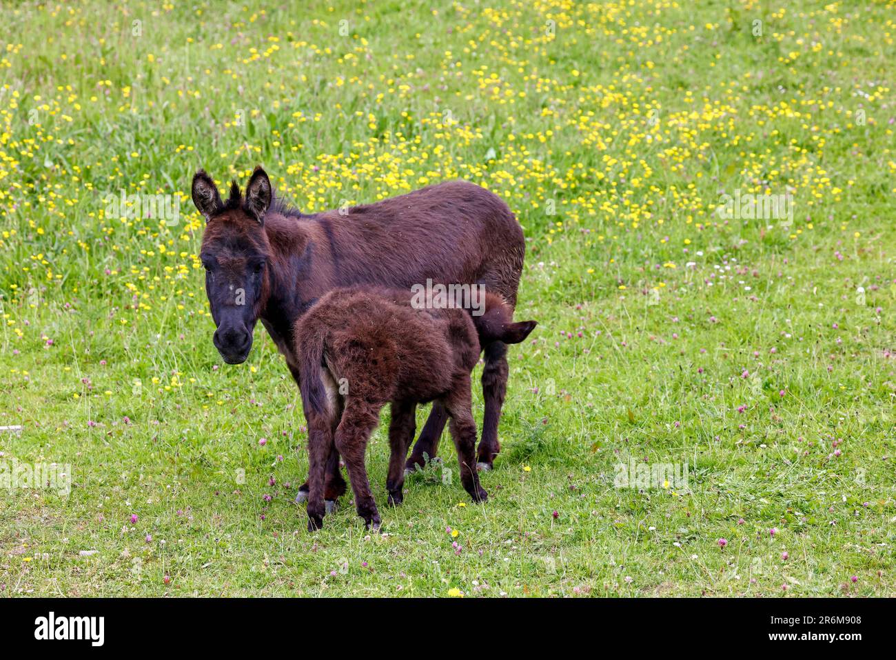 Le poulain d'âne miniature suce sa jument mère dans un pâturage de champ vert avec des fleurs sauvages dans l'herbe. Animaux mignons en fourrure marron de châtaignier. Irlande Banque D'Images