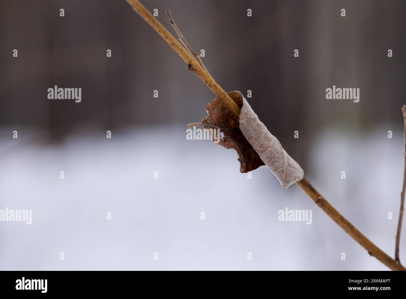 Branche d'arbustes recouverte d'une feuille d'automne enroulée sur le fond d'un paysage enneigé d'hiver Banque D'Images