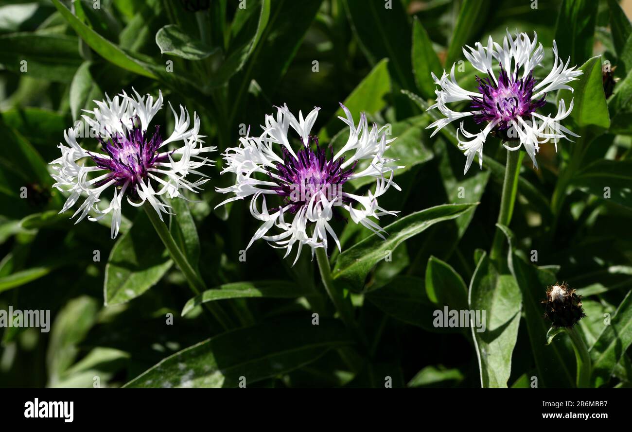Un groupe de trois têtes de fleurs de Centaurea montana Alba. Banque D'Images