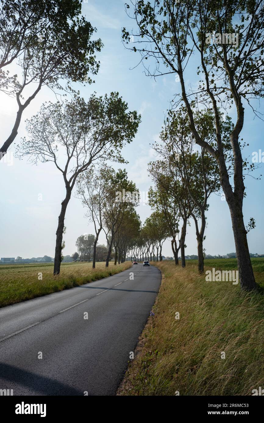 Route bordée d'arbres, le D7, passant Saint-Aubin-sur-Mer en Normandie juin 2023 Une route bordée d'arbres typique vue ici en Normandie à proximité de Sword D-Day Inva Banque D'Images