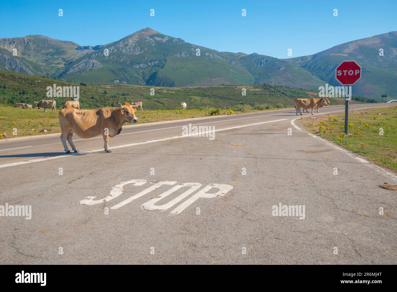 Vache sur la route. Brañavieja, Cantabrie, Espagne. Banque D'Images