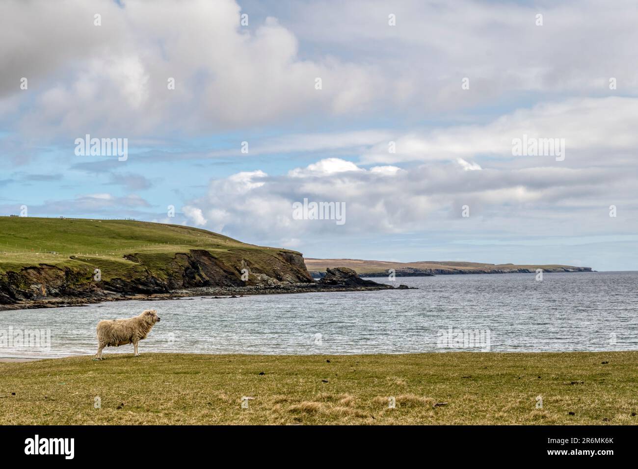 Un mouton donnant sur la mer au-dessus de la plage de Tresta sur Fetlar, Shetland. Banque D'Images